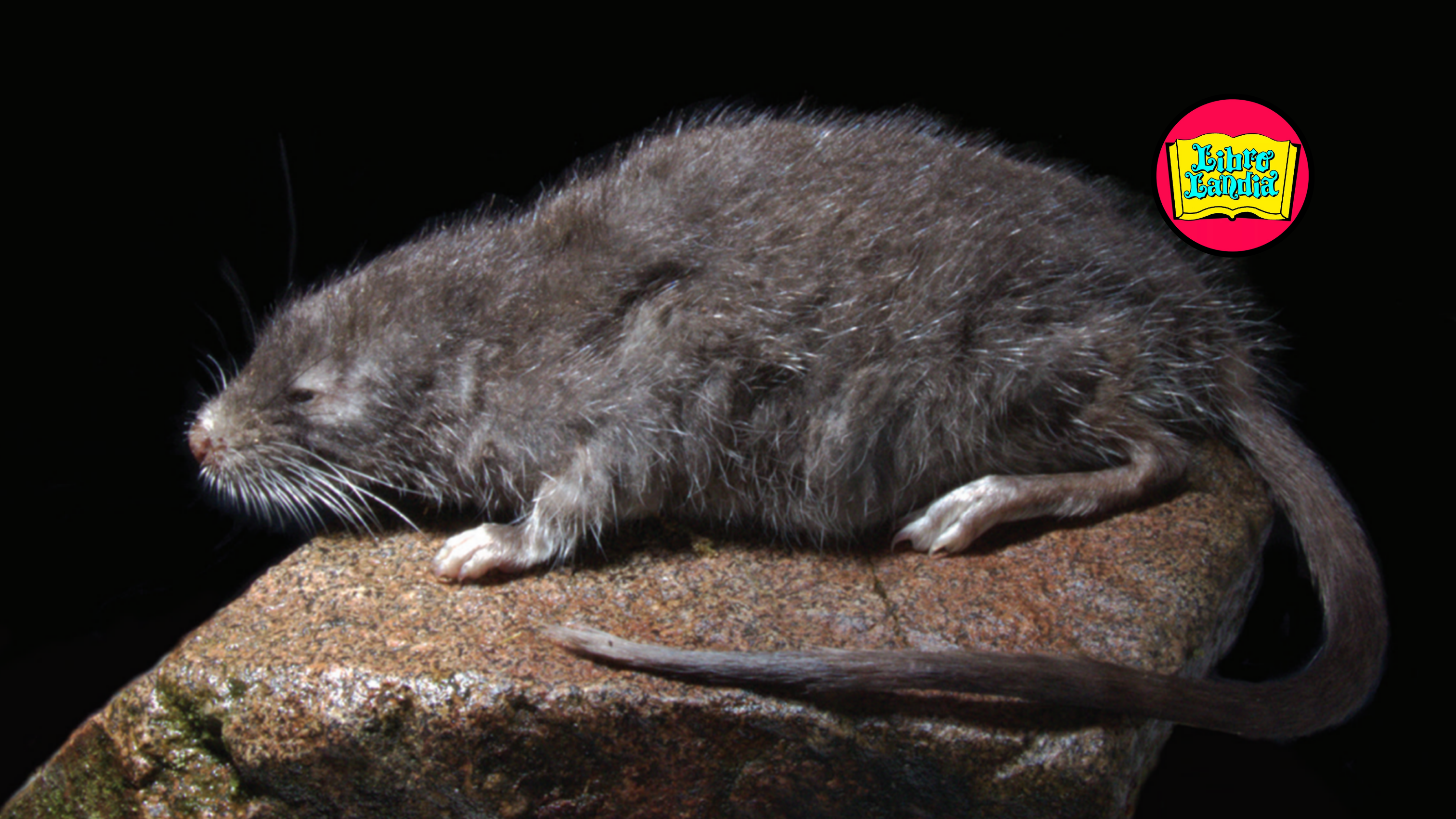En el Día Mundial de la Vida Silvestre: descubren nueva especie de ratón semiacuático en los Andes del Perú